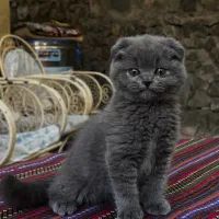 گربه اسکاتیش ماده دو سه ماهه