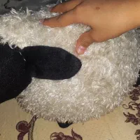 گوسفند زنگوله دار