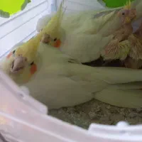 عروس هلندی تخم گذار جقت