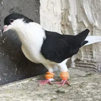 چپ سیاه