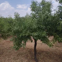 باغ-بادام-نزدیک-پل-زمانخان