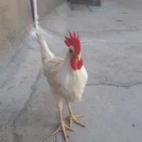 خروس