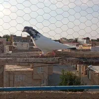 کبوتر|پرنده|قروه, |دیوار