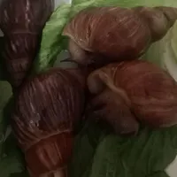 حلزون آچاتینا