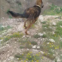 بشرط امتحان