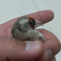 ماده سهره داغسر لپ دودی