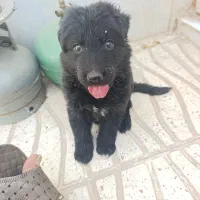 سگ ژرمن بلک