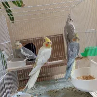عروس هلندی