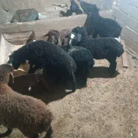 بـره
