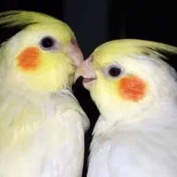 دو عدد عروس هلندی