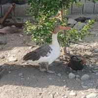 غاز۰..۰۰.‌۰۰