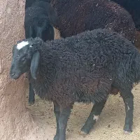 بره