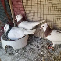 جفت طوقی کاکلی با جوجه