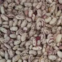 لوبیا چیتی ۷۵ روز نخود دیم