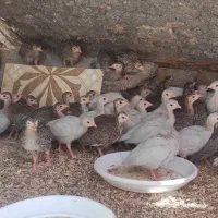 جوجه چینی