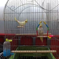 یک جفت عروس هلندی