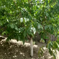 باغ و باغچه ۱۵۴ متری / چسبه بافته مسکونی|فروش زمین و ملک کلنگی|تهران, امیریه|دیوار