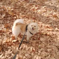 سگ پامر روباهی دزدیده یا فروخته شده