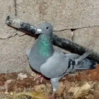 کفتر
