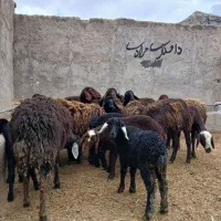 میش   گوسفند