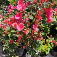 گل کاغذی رنگ بندی تعداد محدود