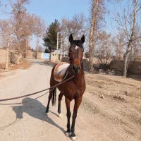 مادیان ترکمن