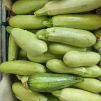 کدو سبز ارگانیک بدون سم  آب چاه متور