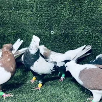 تعداد ۱۱ تا دورنگ دمبی