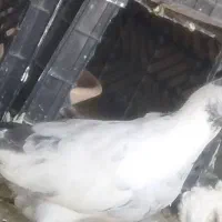 کفتر