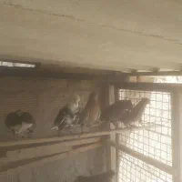 فروش کبوتر