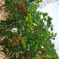 باغ پسته