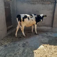 گوساله ماده تلیسه  هلشتاین