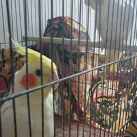 عروس هلندی نرو ماده زرنگ