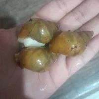 حلزون و تخم حلزون