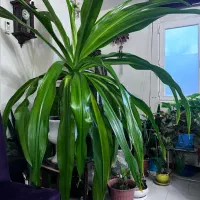 گل ذرتی یا عنکبوتی ۲/۵ متری اشک ملکه