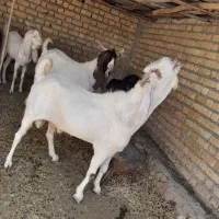 پازن .چپش پاکستانی اصل. سنگین وزن