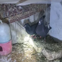 کفتر|پرنده|رفسنجان, |دیوار