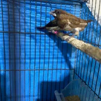 فنچ بنگال