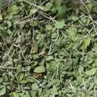 آویشن شیرازی پهن برگ