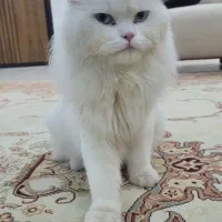 گربه پرشین