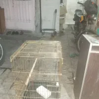 قفس بزرگ سه درکاسکو