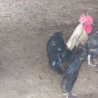 خروس دیلگونی و جوجه قناری