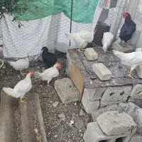 بچ خروس