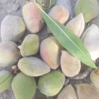بادام شیرین ودرشت وتازه چیده شده