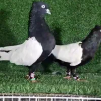 سینه سیاه