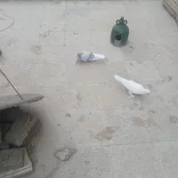 کبوتر کفتر