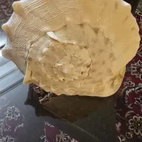 دو عدد صدف دریایی زیبا (گوش ماهی)