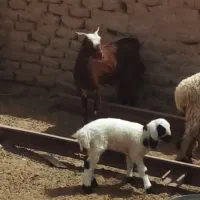 بز ...
