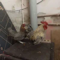 مرغ و خروس منیاتوری