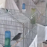 سهره قناری سرسیاه قرص بخون